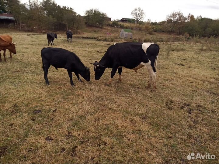 Телята бычки