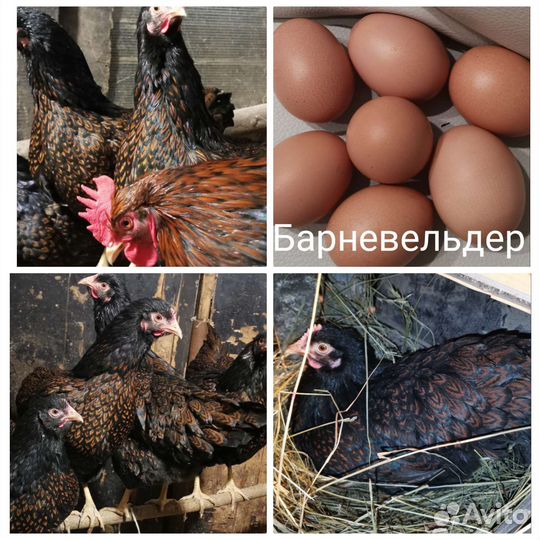 Семьи породных кур