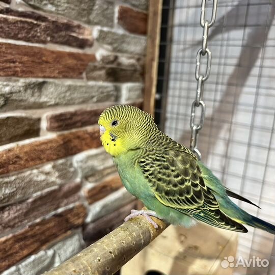 Птенцы волнистый попугай (девочка)