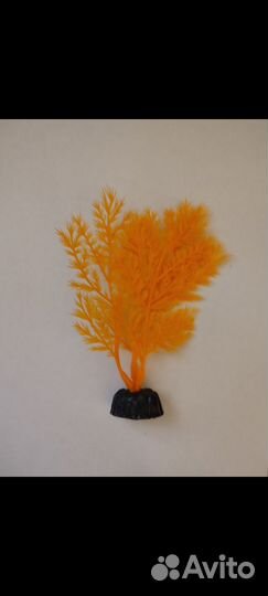 Аквариумные растения