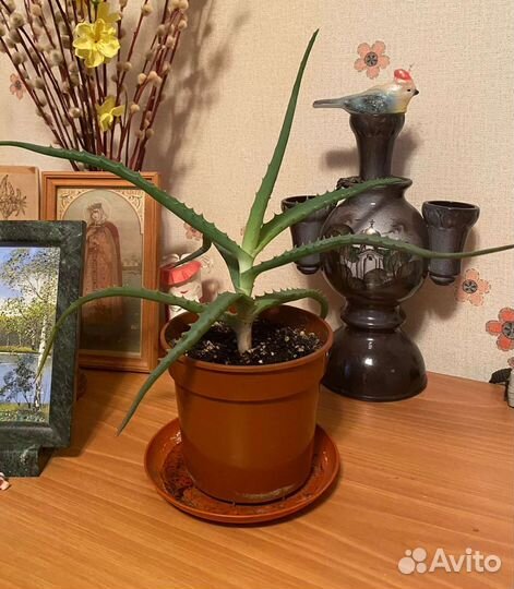 Алоэ столетник