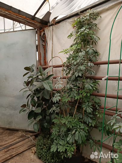 Шеффлера древовидная большая