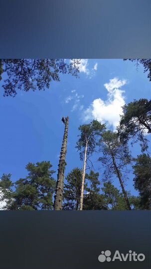 Спилить дерево