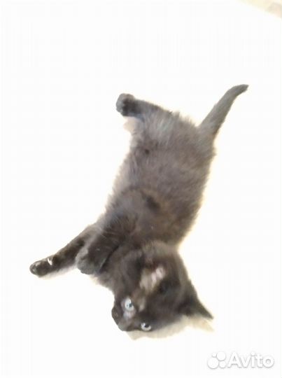 Отдам котят