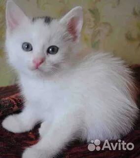 Котята ангорские