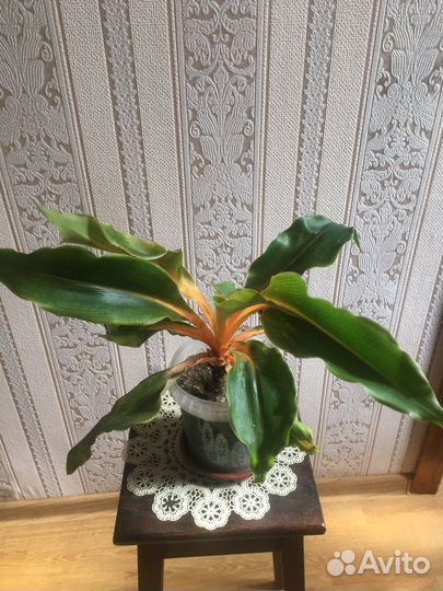 Хлорофитум грин оранж