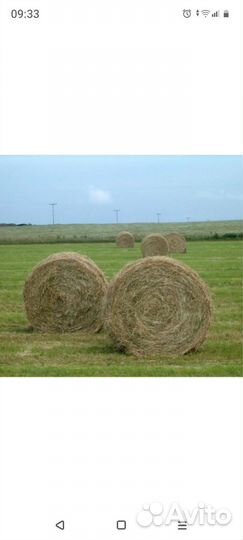Продам сено в рулонах