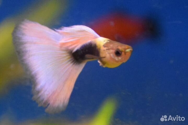 Гуппи Канадские