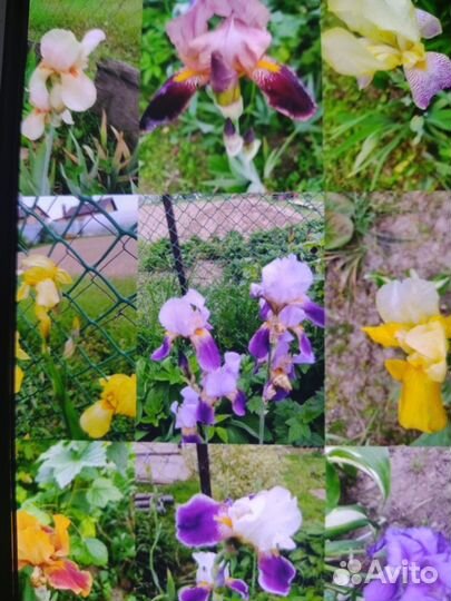 Крокусы,ирисы