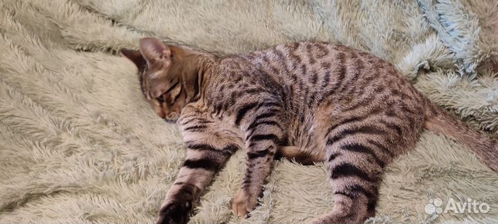 Бенгальский кот