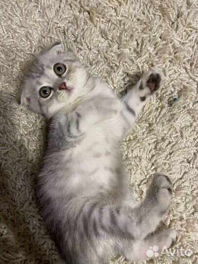 Британский котенок вислоухий