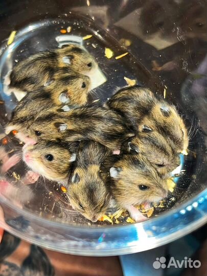 Джунгарский хомяк