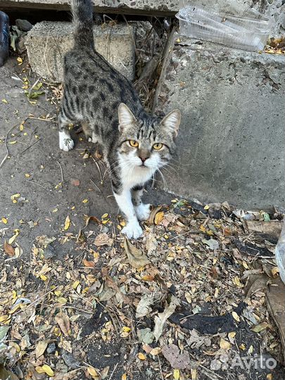 Молодой котик