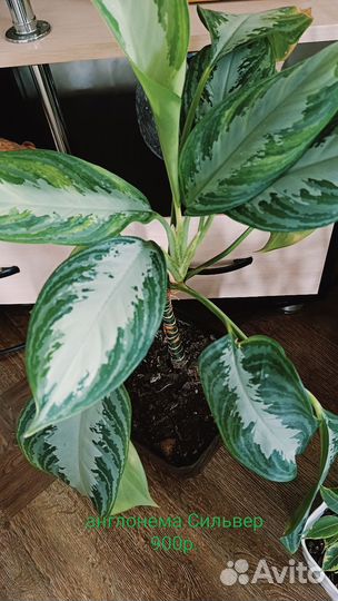 Комнатные растения цветы большие