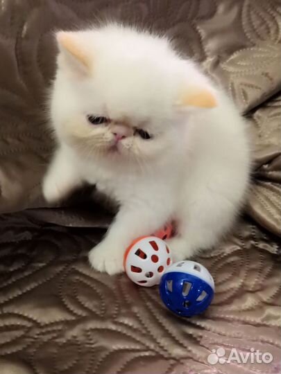 Экзотические котята
