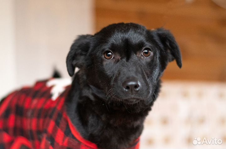 Черная красавица Щенок добрые руки бесплатно