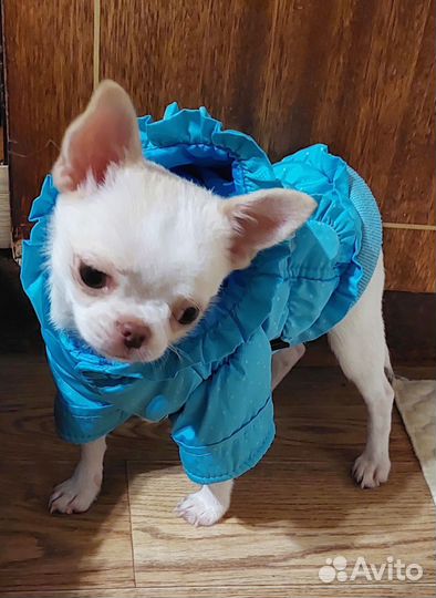 Мини Чихуахуа щенок