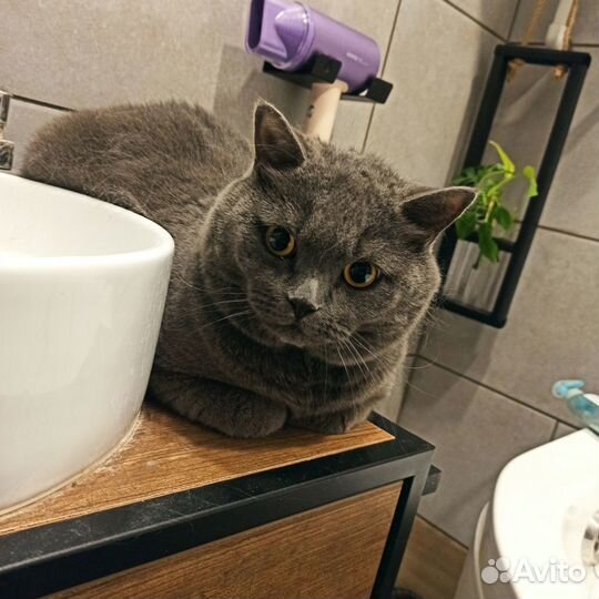Котик Сеня в добрые руки