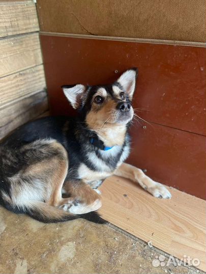 Собаки бесплатно в добрые руки