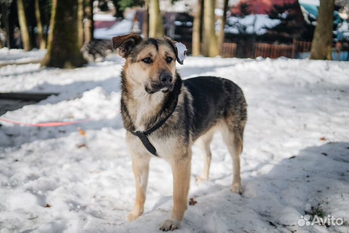 Ласковая собака