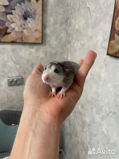 Крыса дамбо