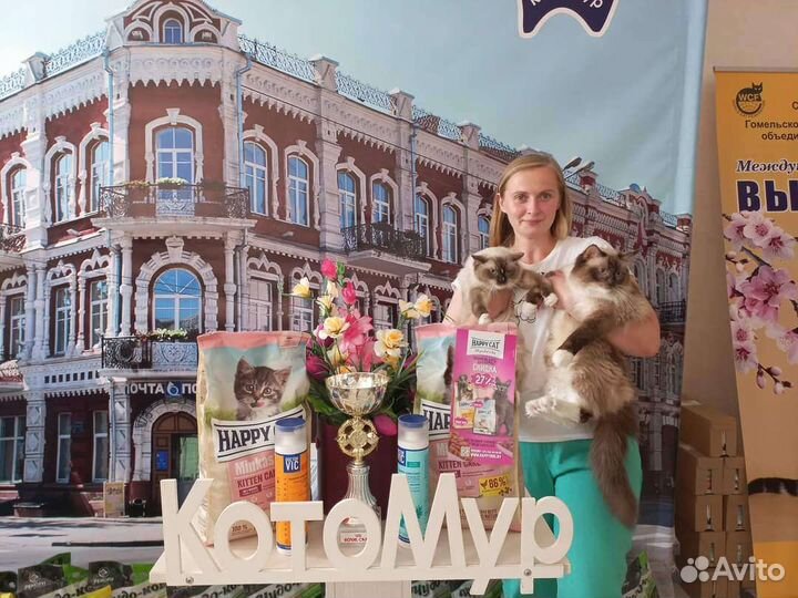 Кошки рэгдолл