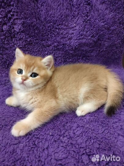 Золотой британский мальчик