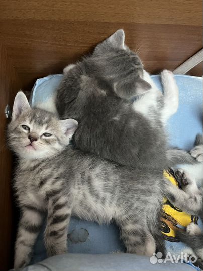 Британские котята