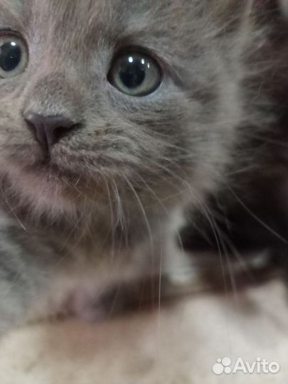 Кошки