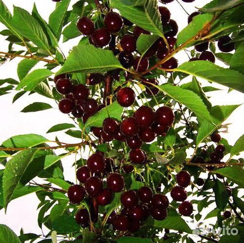 Саженцы Вишни колоновидной