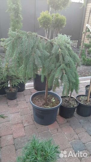 На штамбе огромный выбор хвойных и лиственных