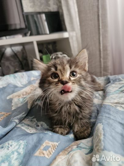 Котята в добрые руки 1.5 месяца