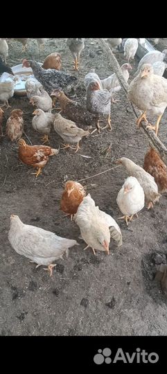 Цыплята 3 мес