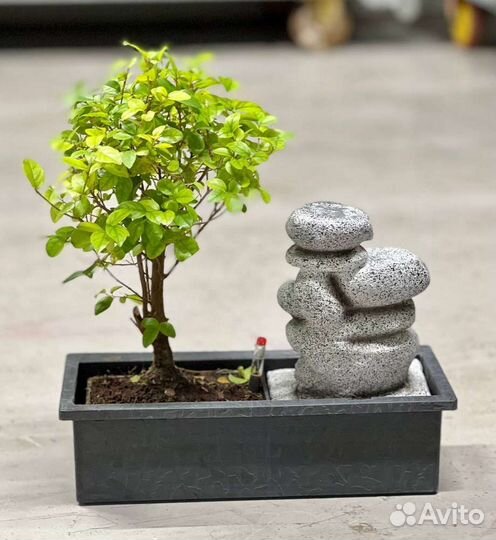 Бонсай сегереция чайная с водопадом
