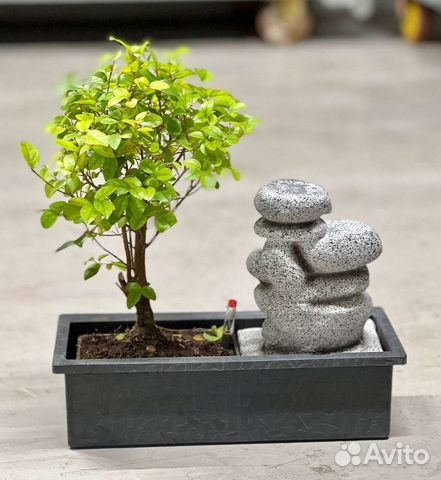 Бонсай сегереция чайная с водопадом