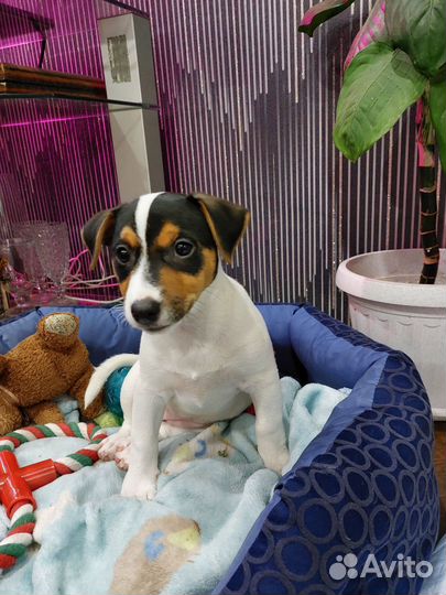 Джек Рассел терьер девочка