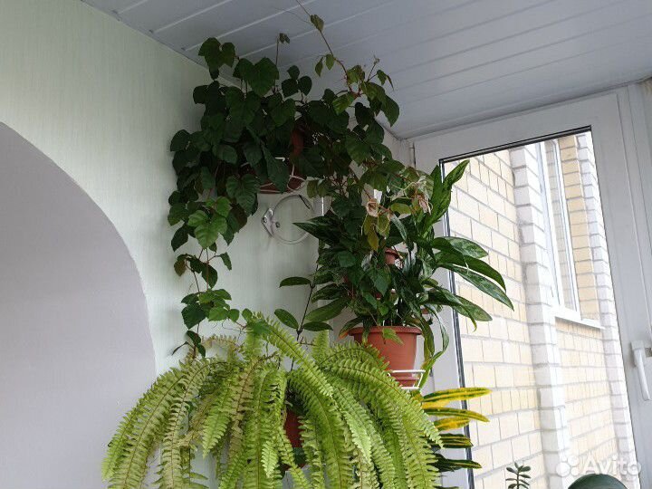 Растения для дома