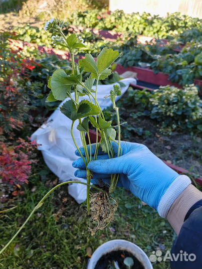 Рассада ремонтантной клубники