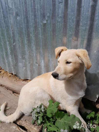 Собака в добрые руки отдам бесплатно