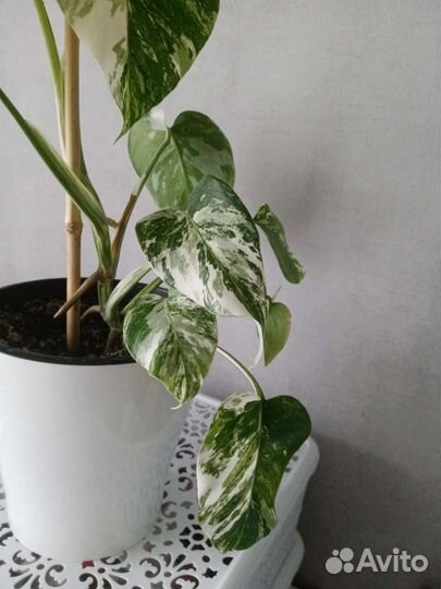 Монстера альба