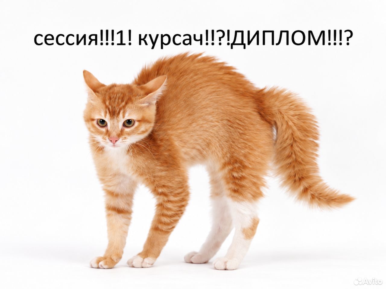 ВКР, статья, тесты, Няндома