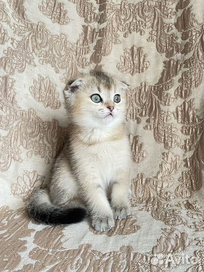 Британская золотая шиншилла