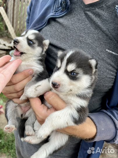 Сибирский хаски