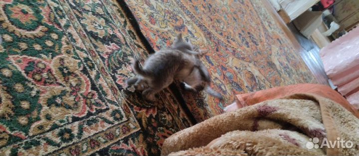 Кошка в дар бесплатно