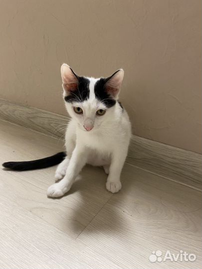 Кошка в дар бесплатно