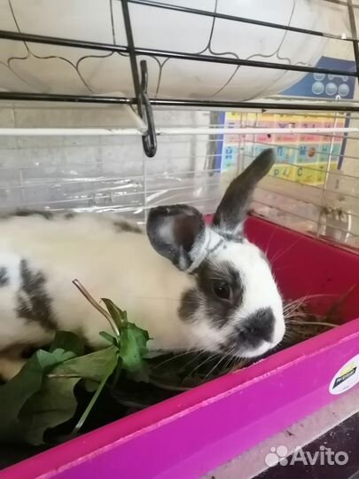 Декоративные кролики