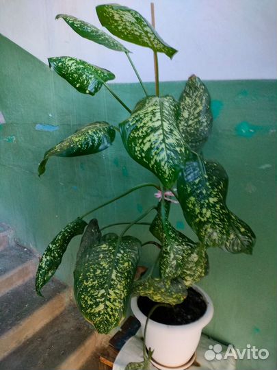 Продам Кодиум и диффенбахию