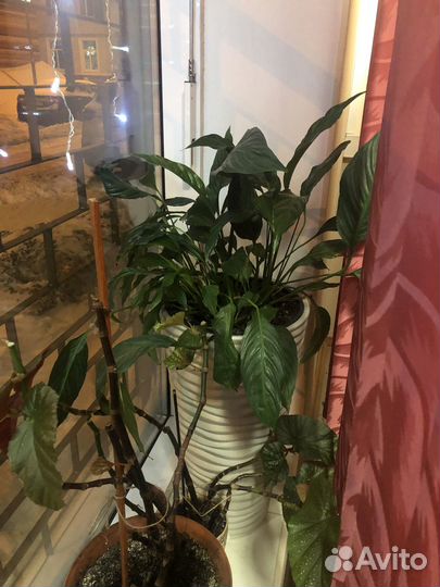 Цветы домашние крупные