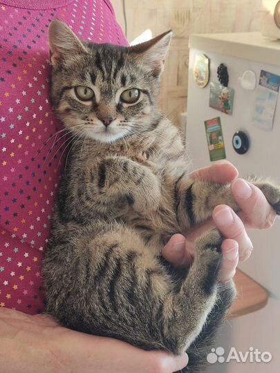 Котёнок девочка в добрые руки