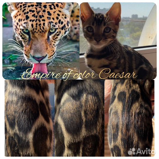 Элитный бенгальский котенок